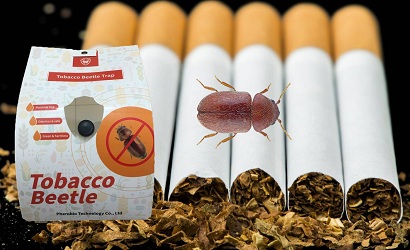 bẫy mọt thuốc lá Tobacco Beetle